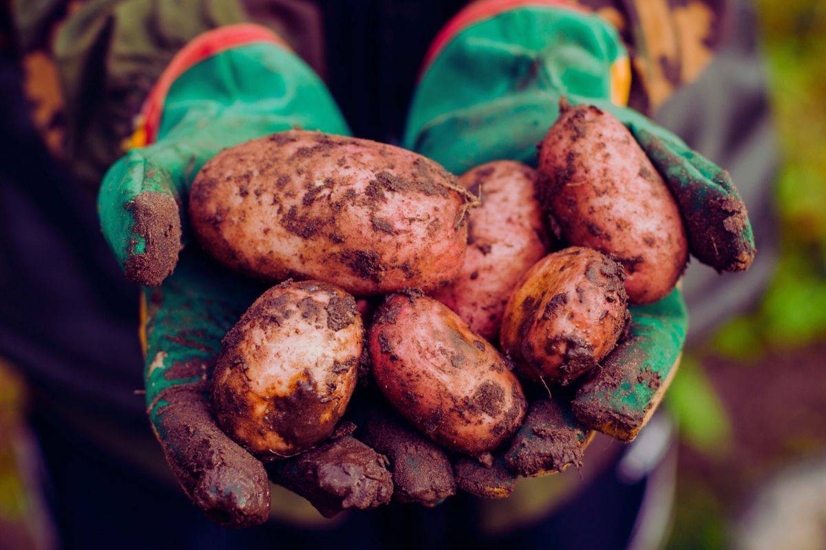 Potato Harvest with soil